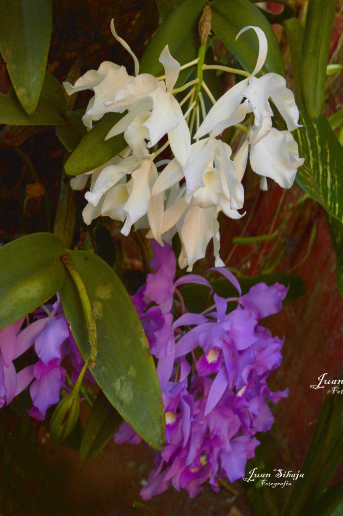 Foto de Alajuela, Costa Rica