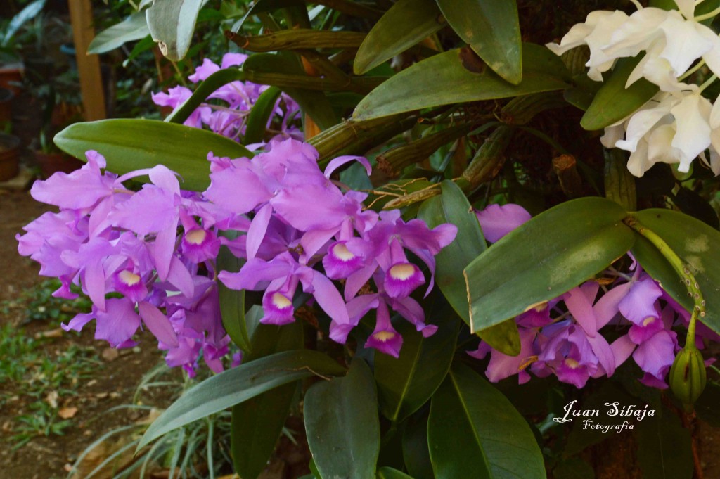 Foto de Alajuela, Costa Rica