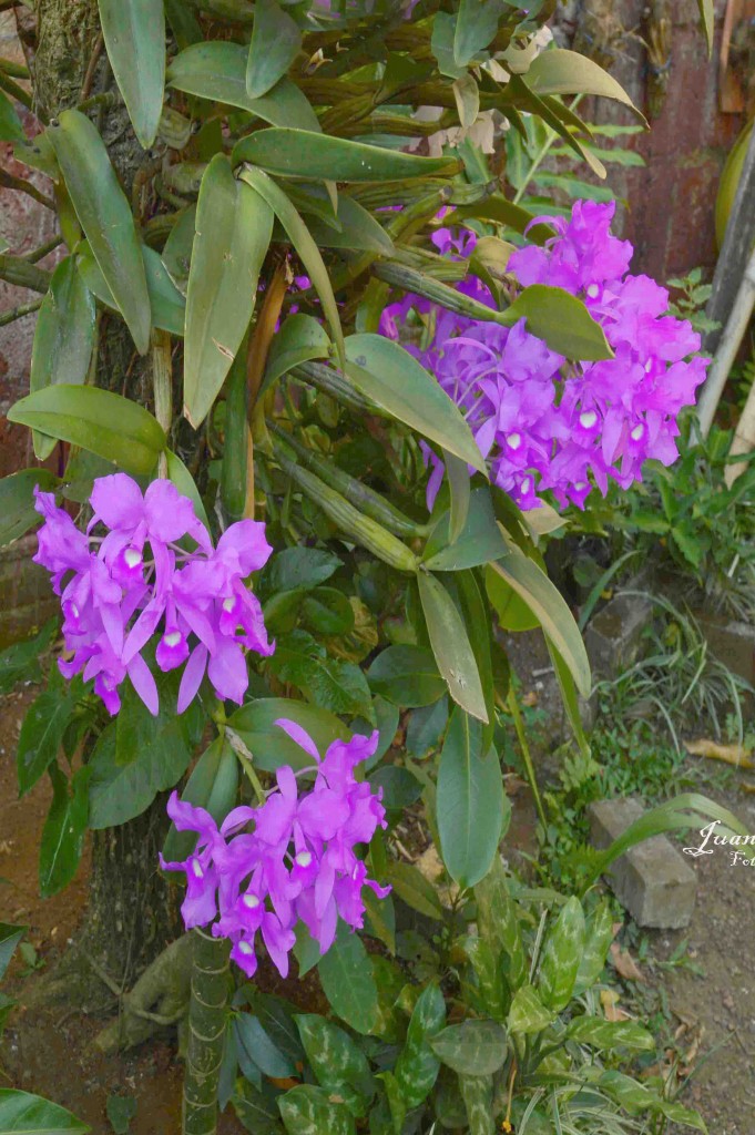 Foto de Alajuela, Costa Rica