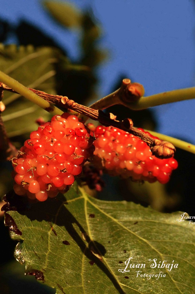 Foto de Alajuela, Costa Rica