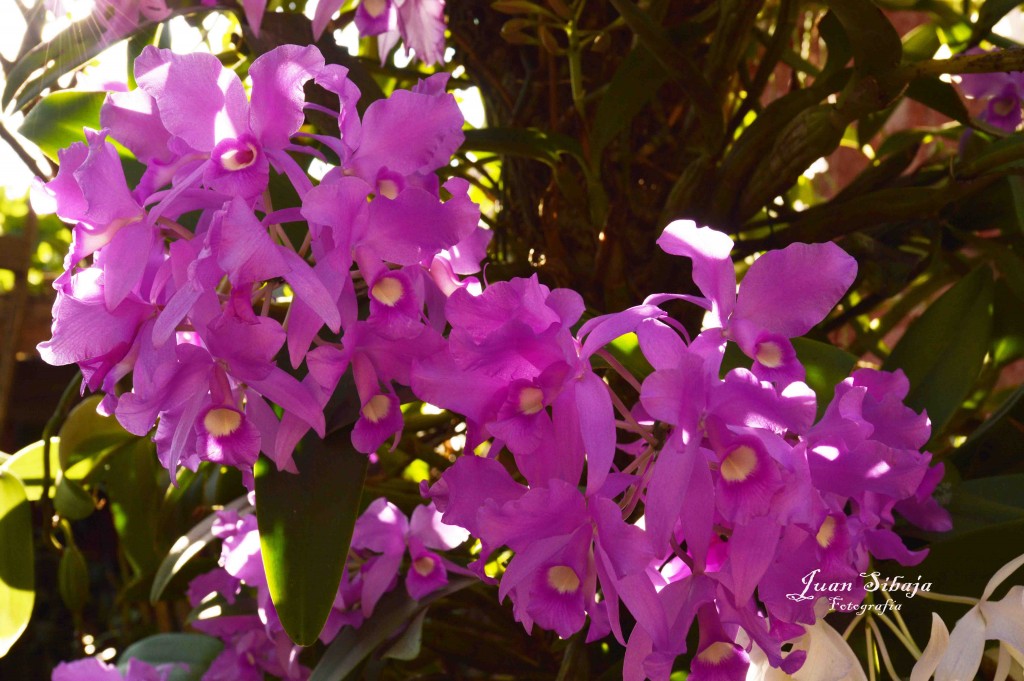 Foto de Alajuela, Costa Rica