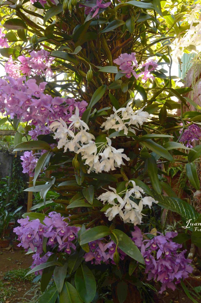 Foto de Alajuela, Costa Rica