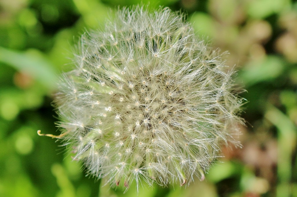 Foto: Naturaleza - Oropesa (Toledo), España