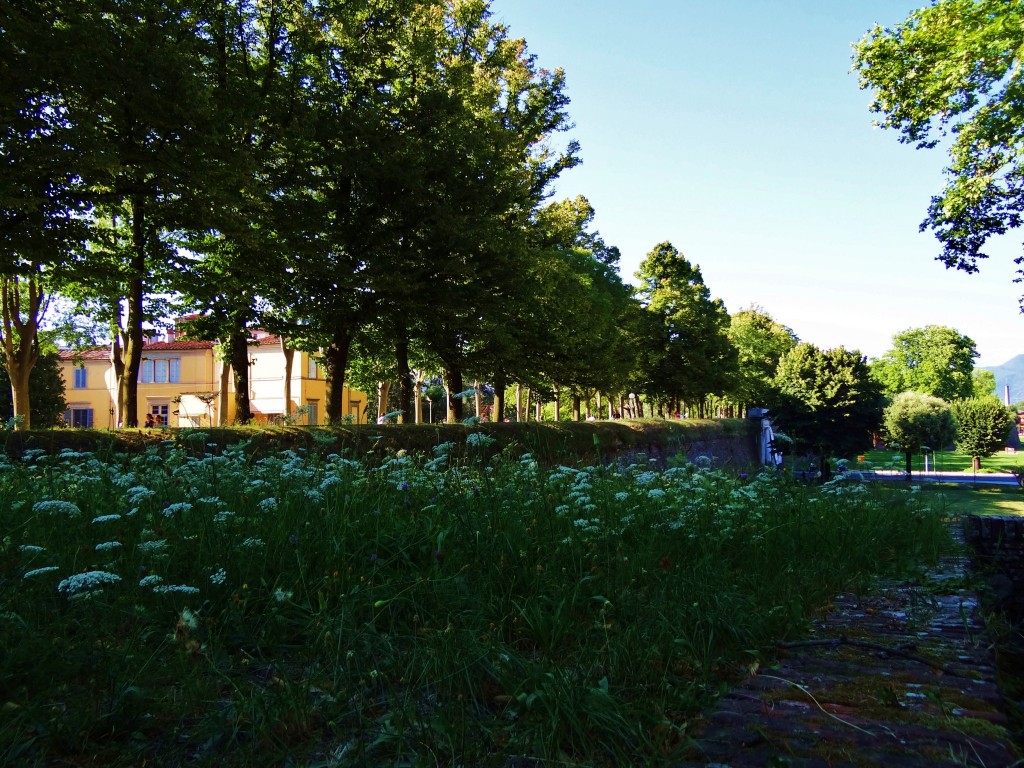 Foto: Mura di Lucca - Lucca (Tuscany), Italia