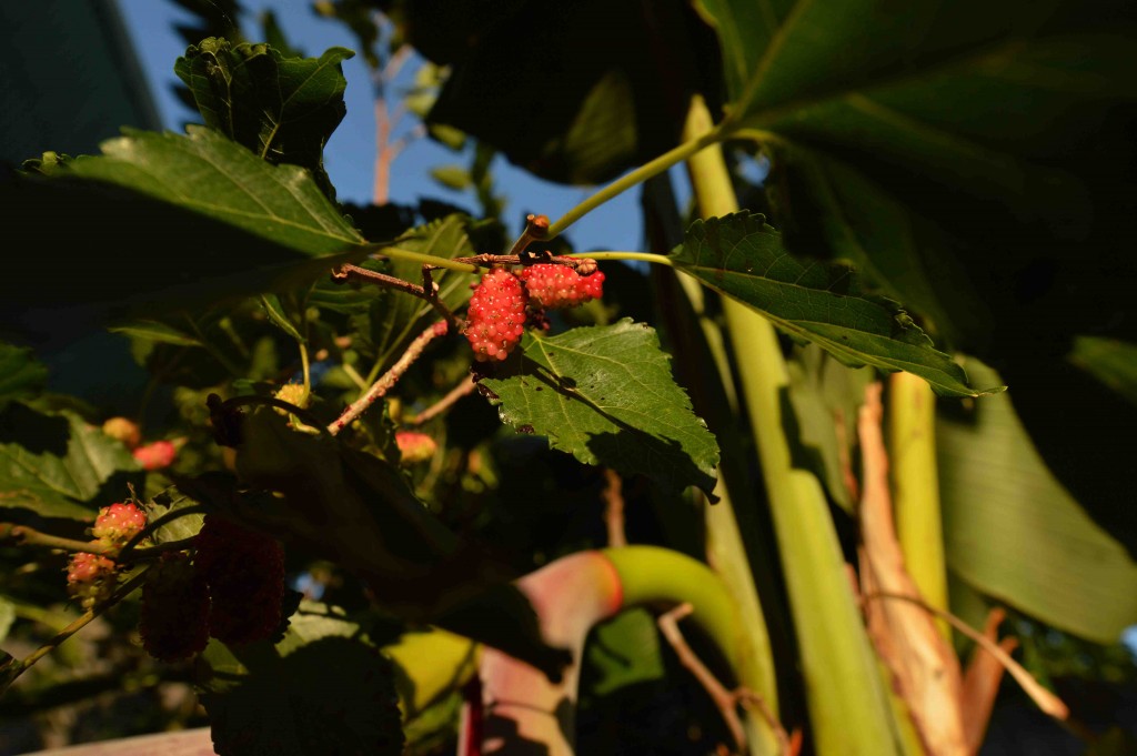 Foto de San Isidro (Alajuela), Costa Rica