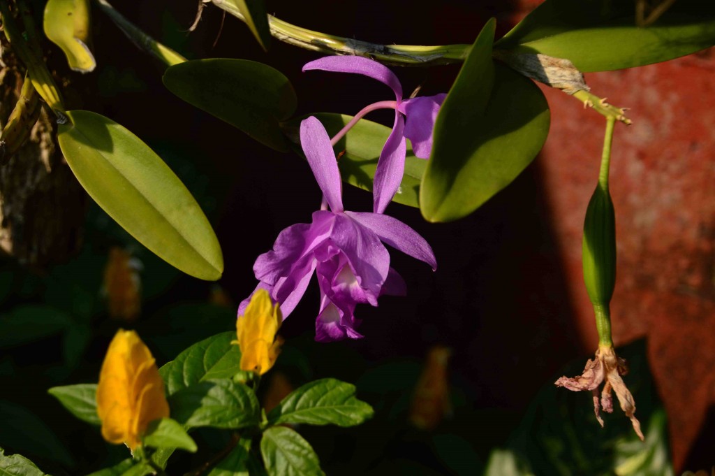 Foto de San Isidro (Alajuela), Costa Rica