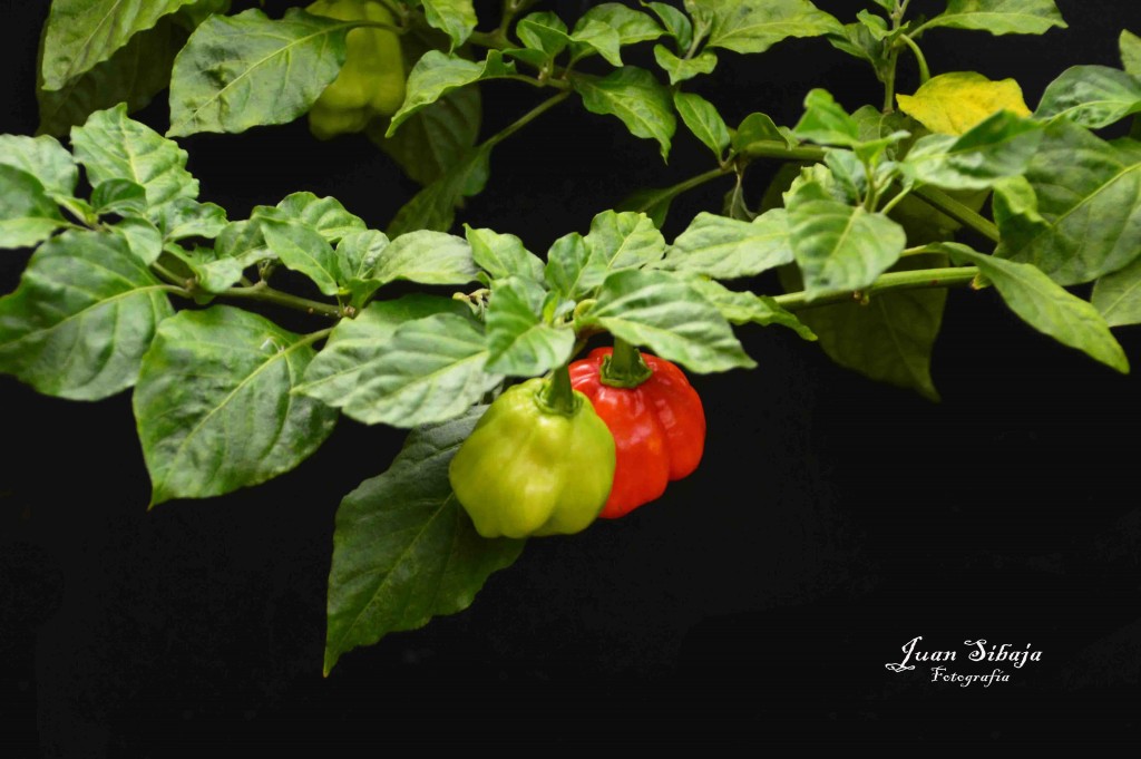 Foto de San Isidro (Alajuela), Costa Rica