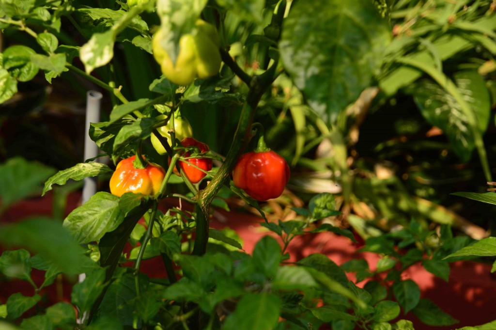 Foto de San Isidro (Alajuela), Costa Rica