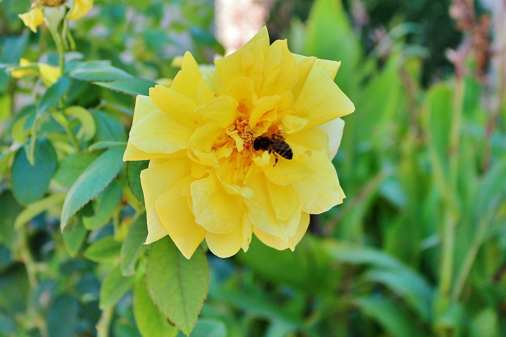Foto: Flor - Cuevas (Toledo), España