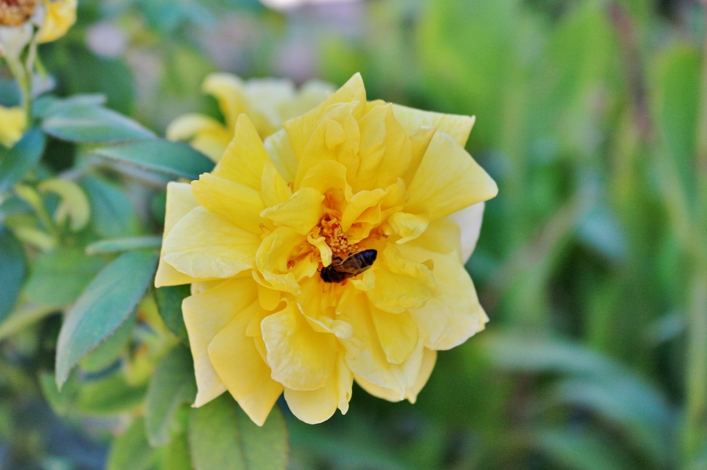 Foto: Flor - Cuevas (Toledo), España