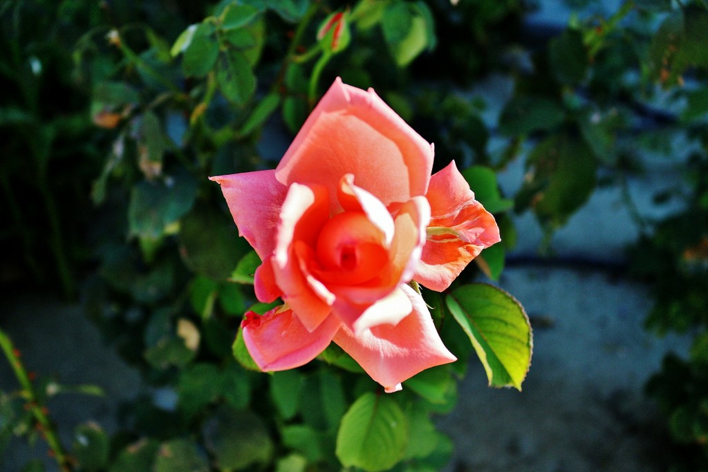 Foto: Flor - Cuevas (Toledo), España