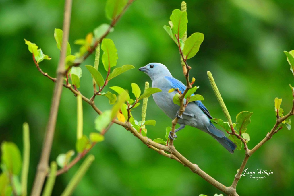 Foto: Viuda - Alajuela, Costa Rica