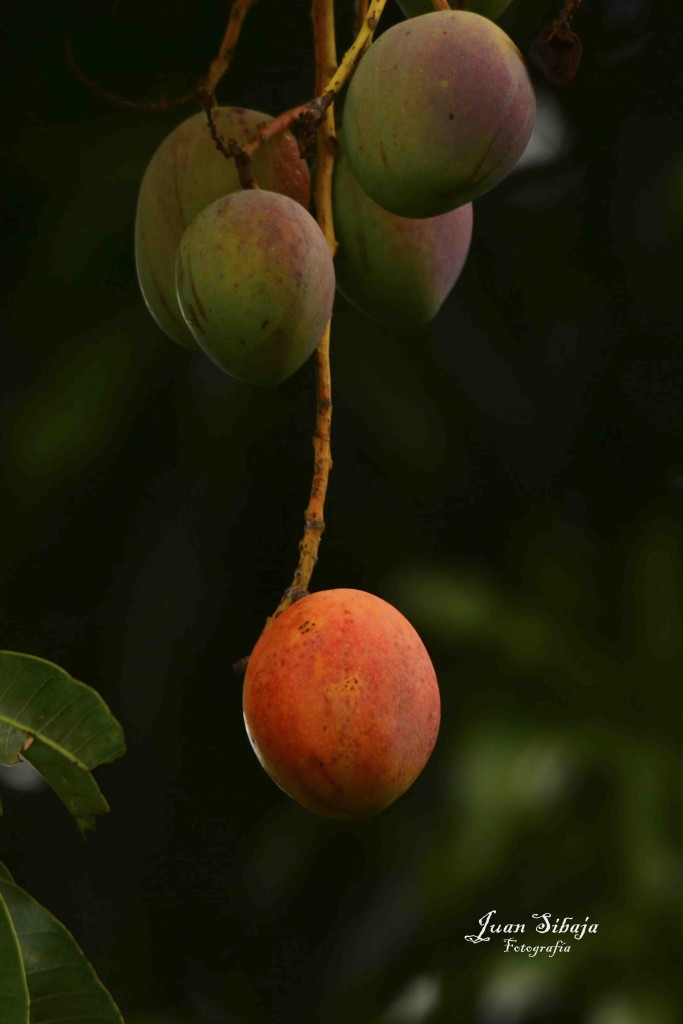 Foto: Mango - Alajuela, Costa Rica