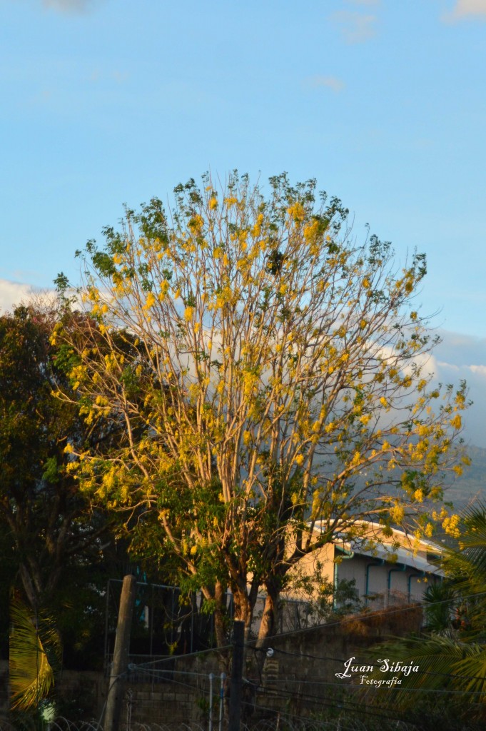 Foto de Alajuela, Costa Rica