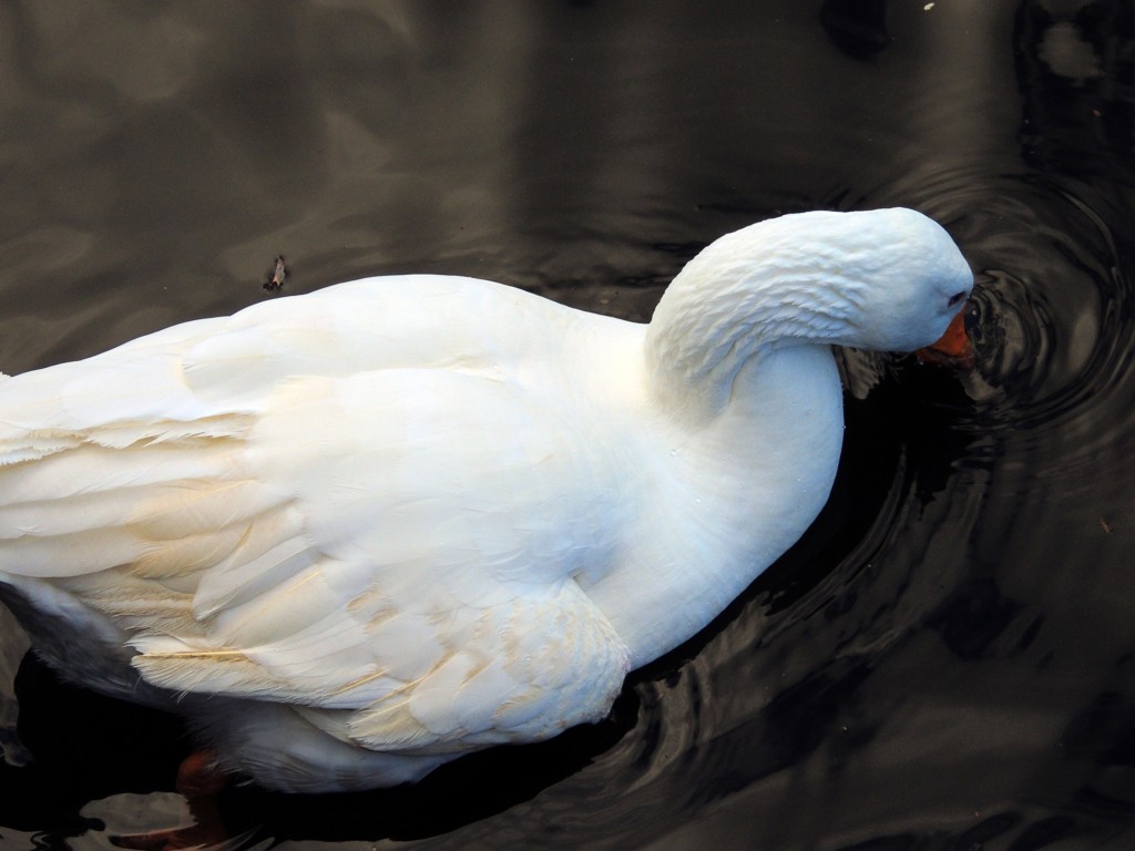 Foto de Hornachuelos (Córdoba), España