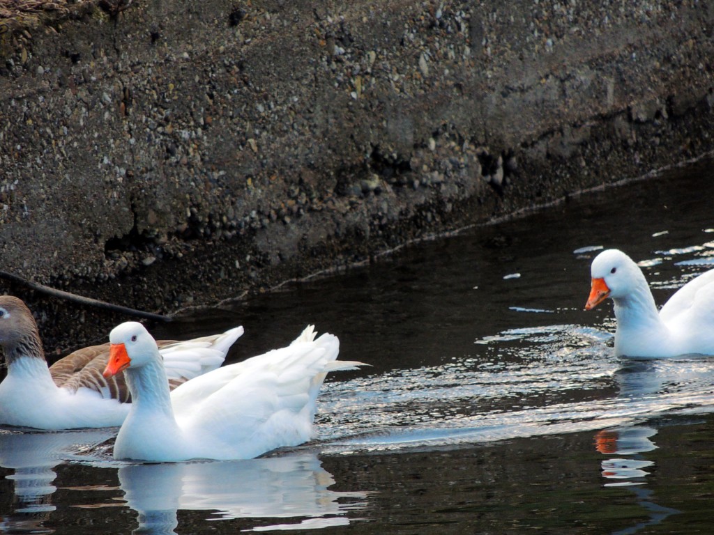 Foto de Hornachuelos (Córdoba), España