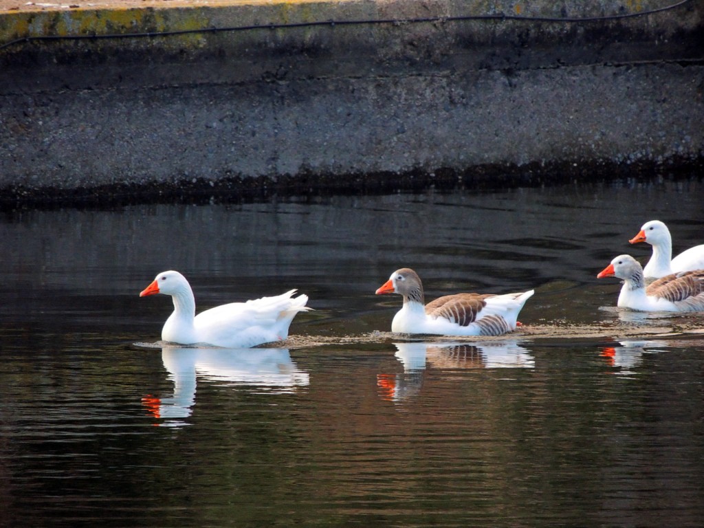 Foto de Hornachuelos (Córdoba), España