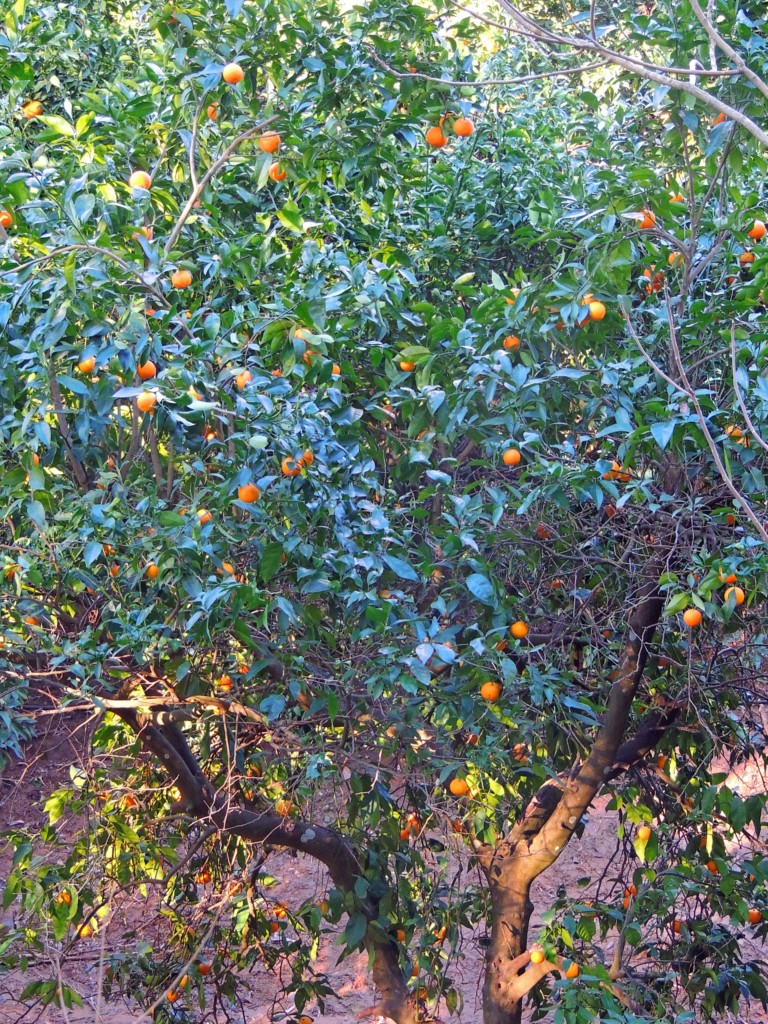 Foto de Hornachuelos (Córdoba), España