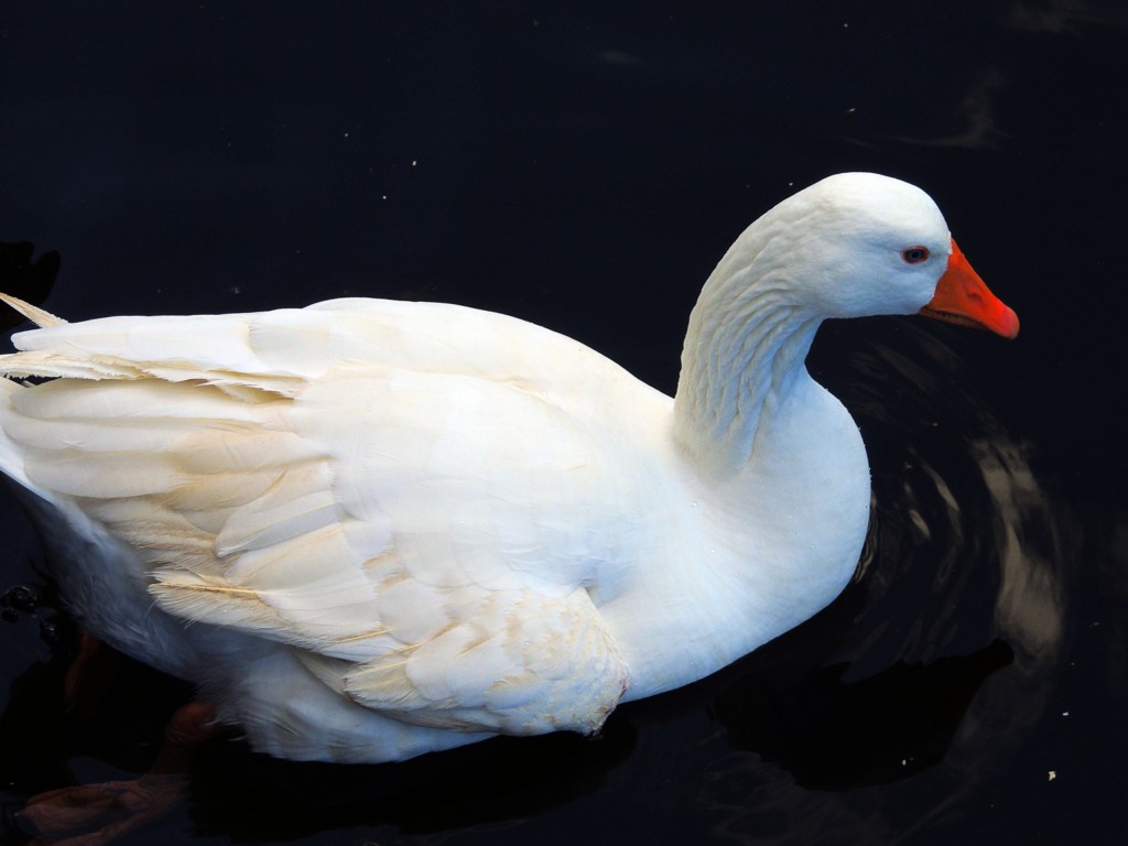 Foto de Hornachuelos (Córdoba), España