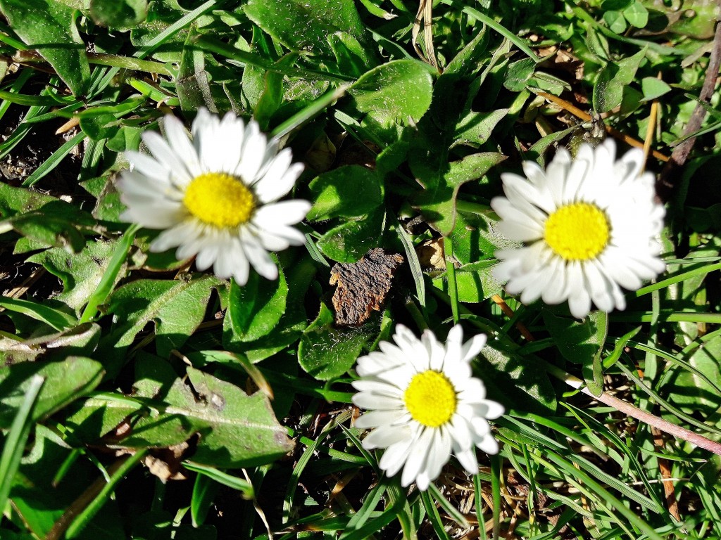 Foto: Paisaje - Setcases (Girona), España