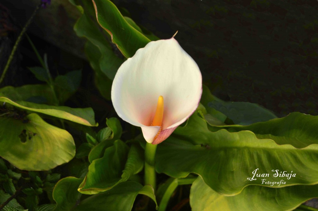 Foto de Alajuela, Costa Rica