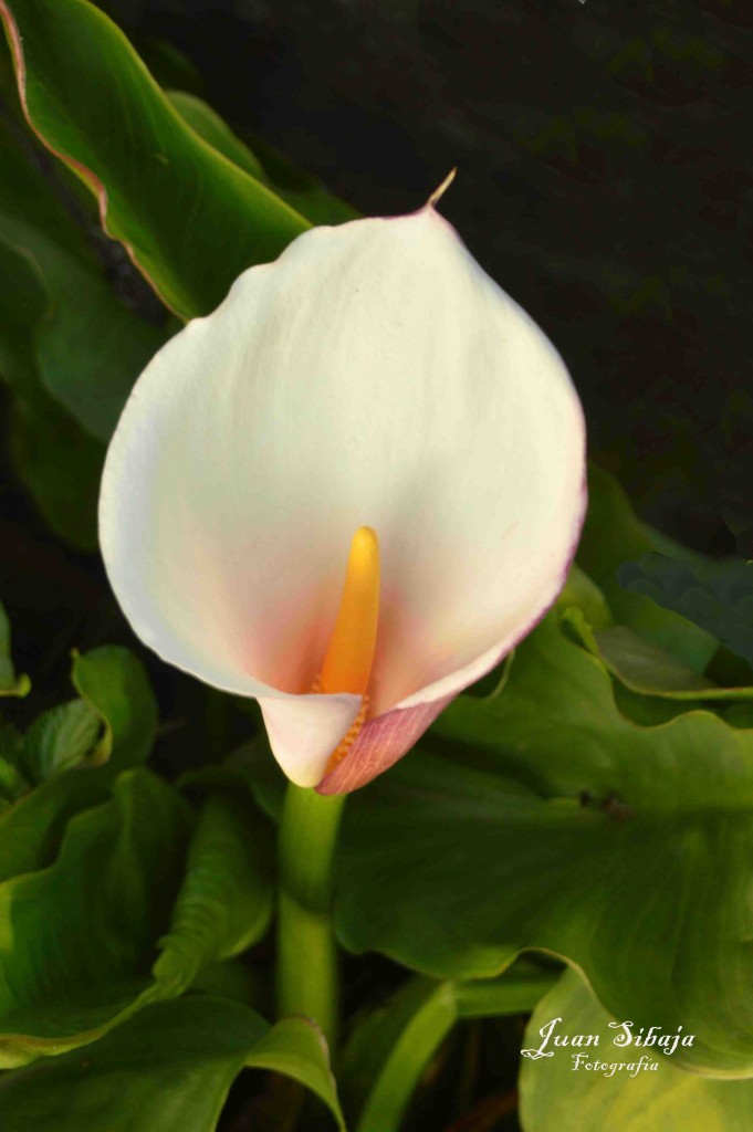 Foto de Alajuela, Costa Rica