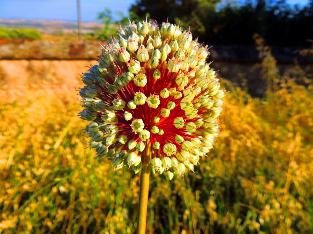 Foto de Medinat Al-Zahara (Córdoba), España