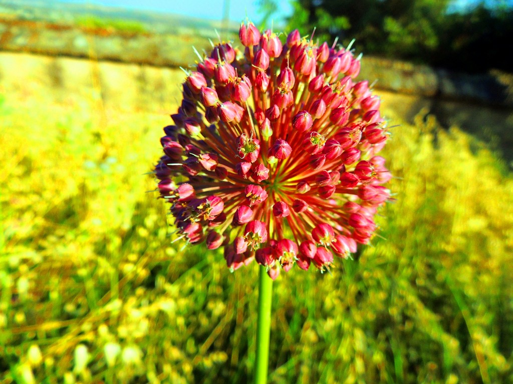 Foto de Medinat Al-Zahara (Córdoba), España