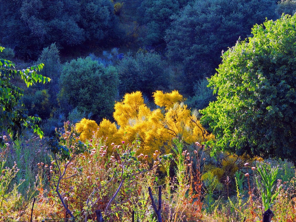 Foto de Medinat Al-Zahara (Córdoba), España