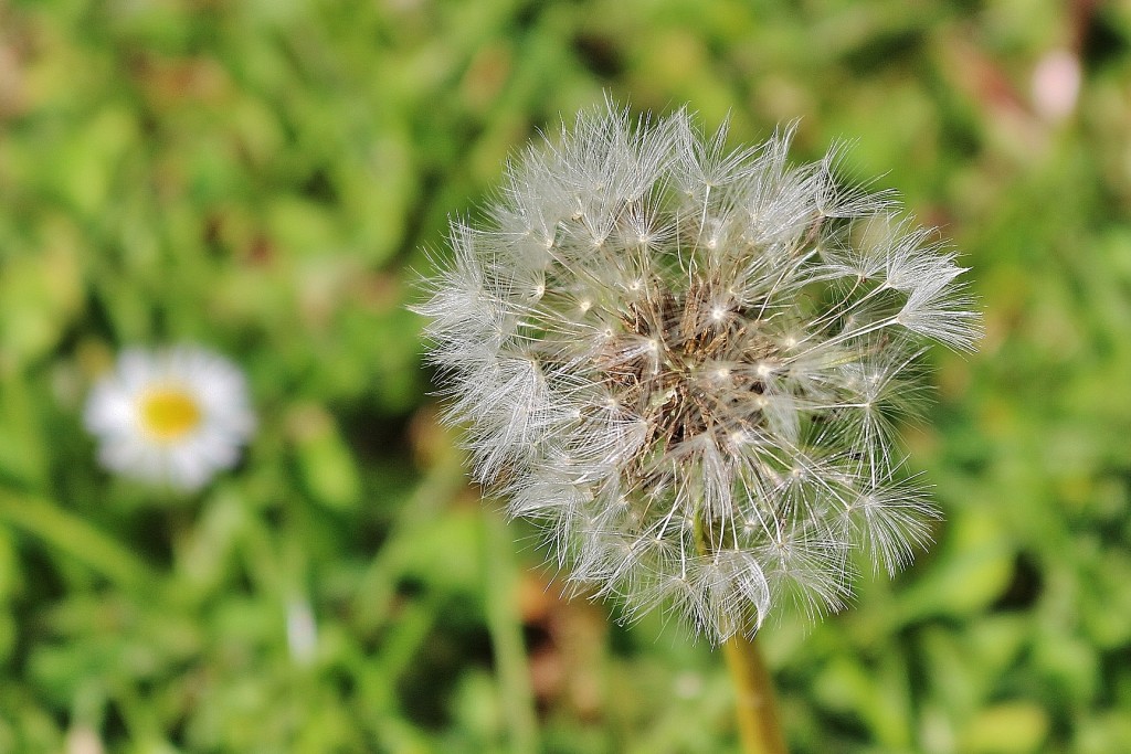 Foto: Flor - Botaya (Huesca), España