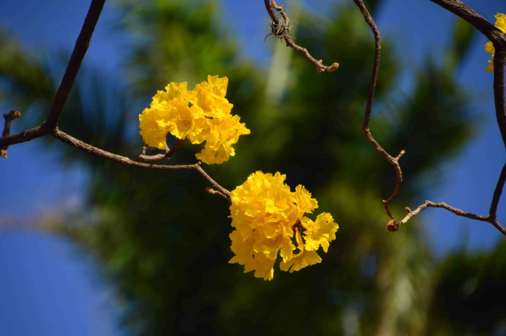 Foto de Alajuela, Costa Rica