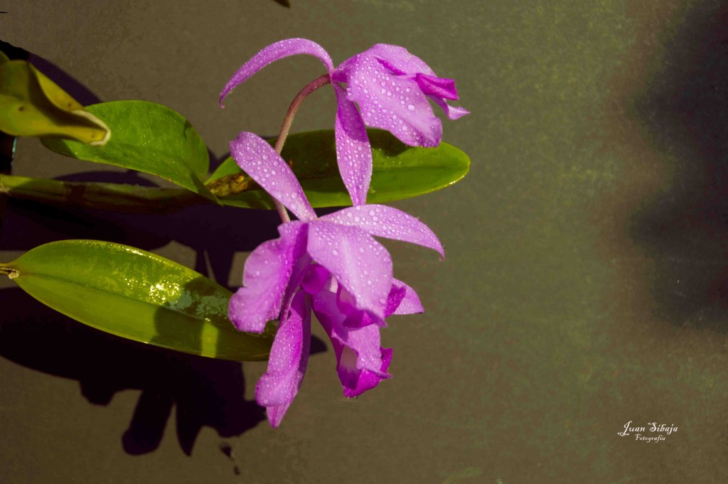 Foto de Alajuela, Costa Rica