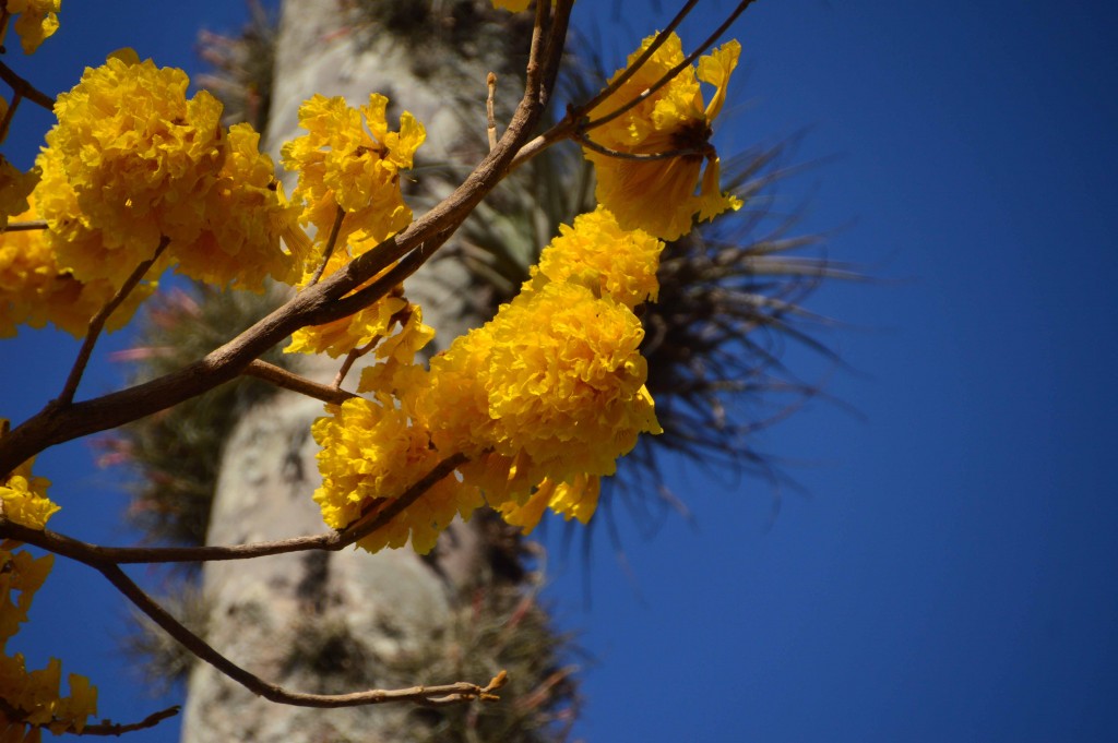 Foto de Alajuela, Costa Rica