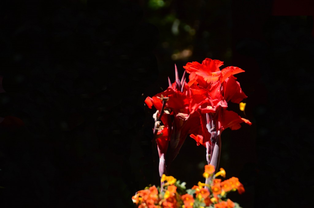 Foto de Poas (Alajuela), Costa Rica