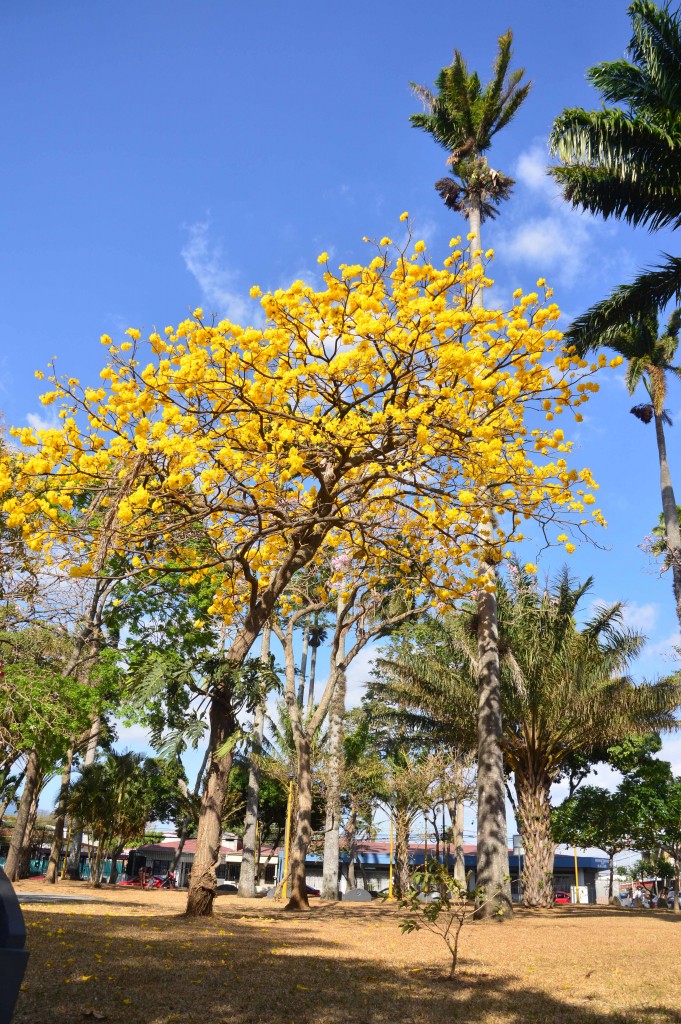 Foto de Alajuela, Costa Rica