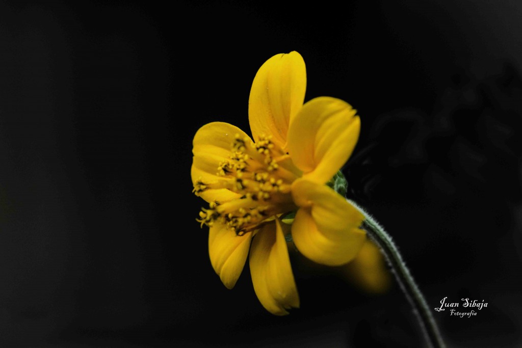 Foto de Alajuela, Costa Rica