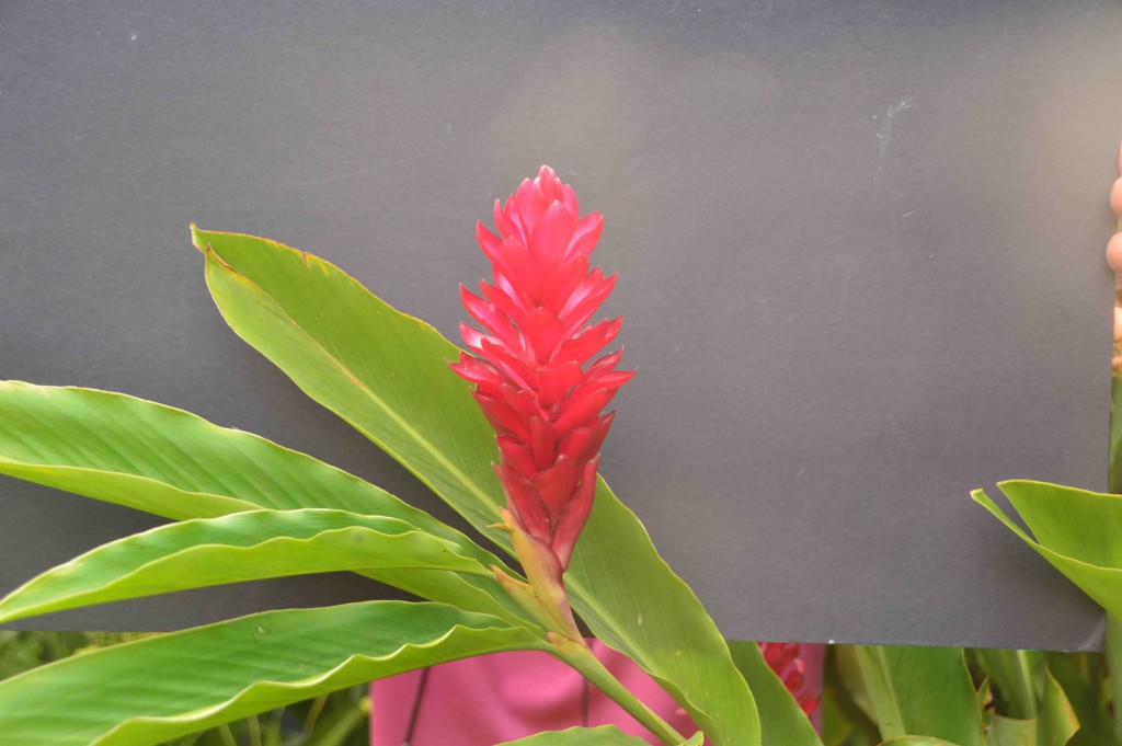 Foto de Alajuela, Costa Rica