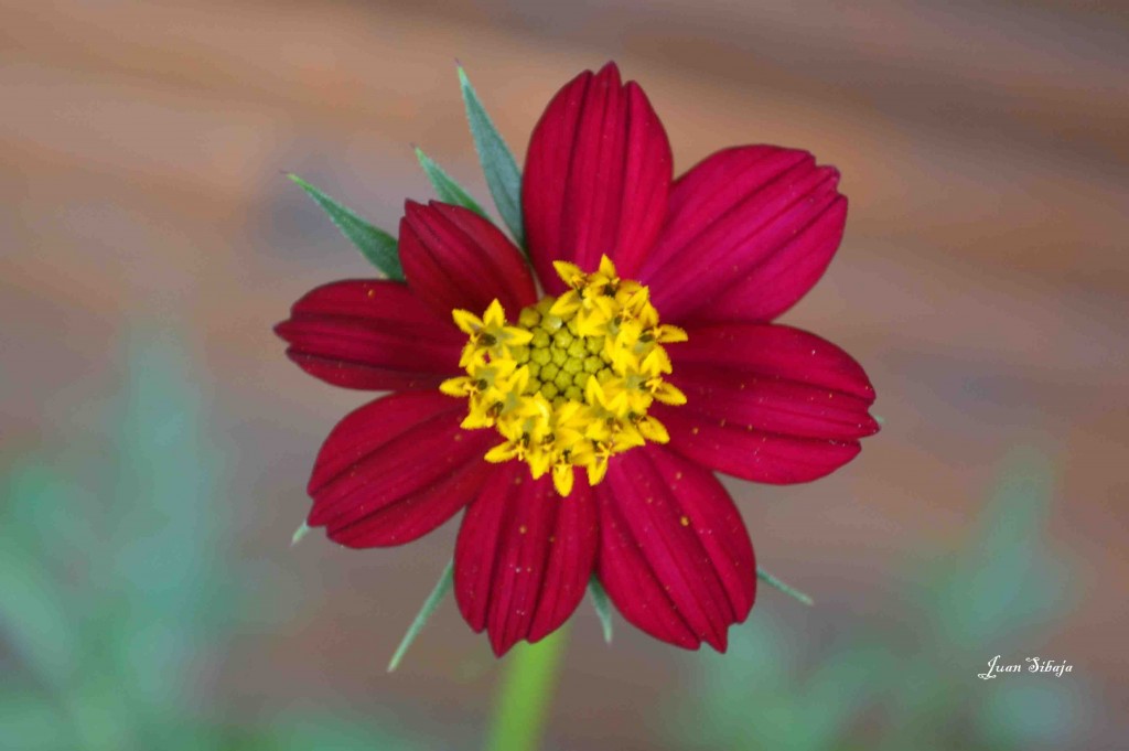 Foto de Alajuela, Costa Rica