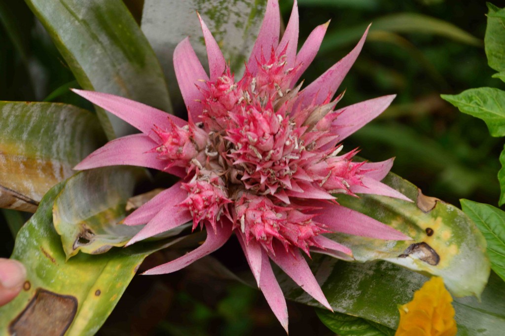 Foto de Alajuela, Costa Rica