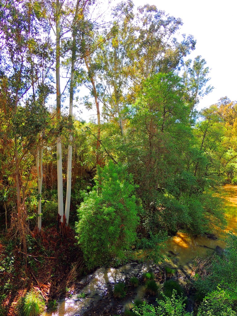Foto de Castillo de Castellar (Cádiz), España