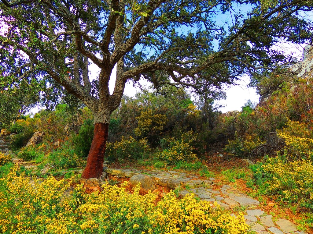 Foto de Castillo de Castellar (Cádiz), España