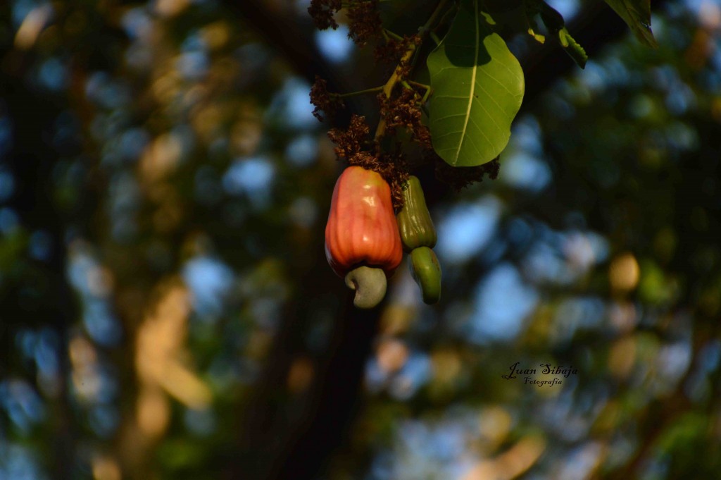 Foto de Guanacaste, Costa Rica