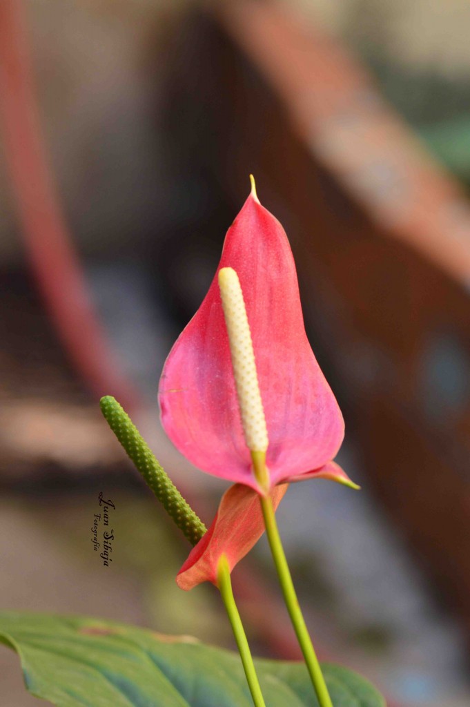 Foto de Guanacaste, Costa Rica