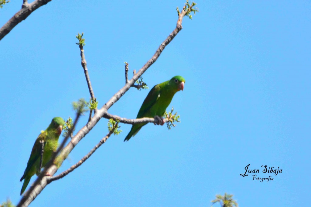 Foto de Guanacaste, Costa Rica