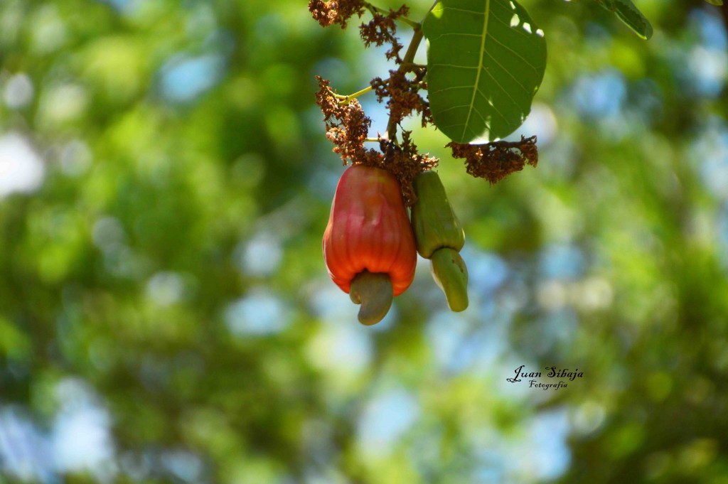 Foto de Guanacaste, Costa Rica