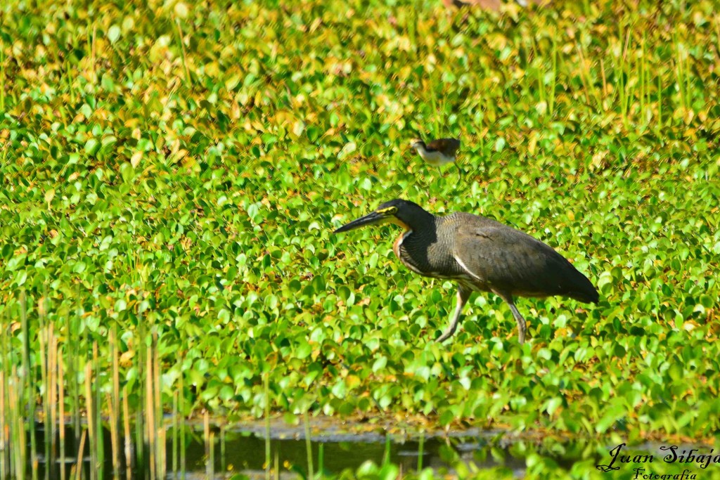 Foto de Guanacaste, Costa Rica