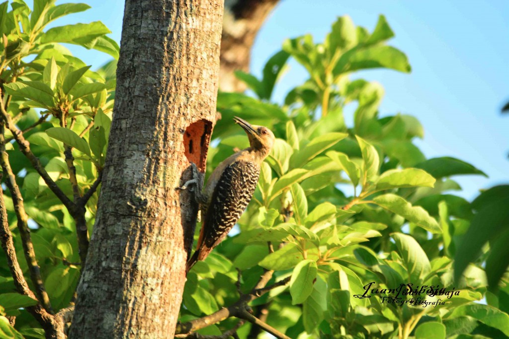 Foto de Guanacaste, Costa Rica