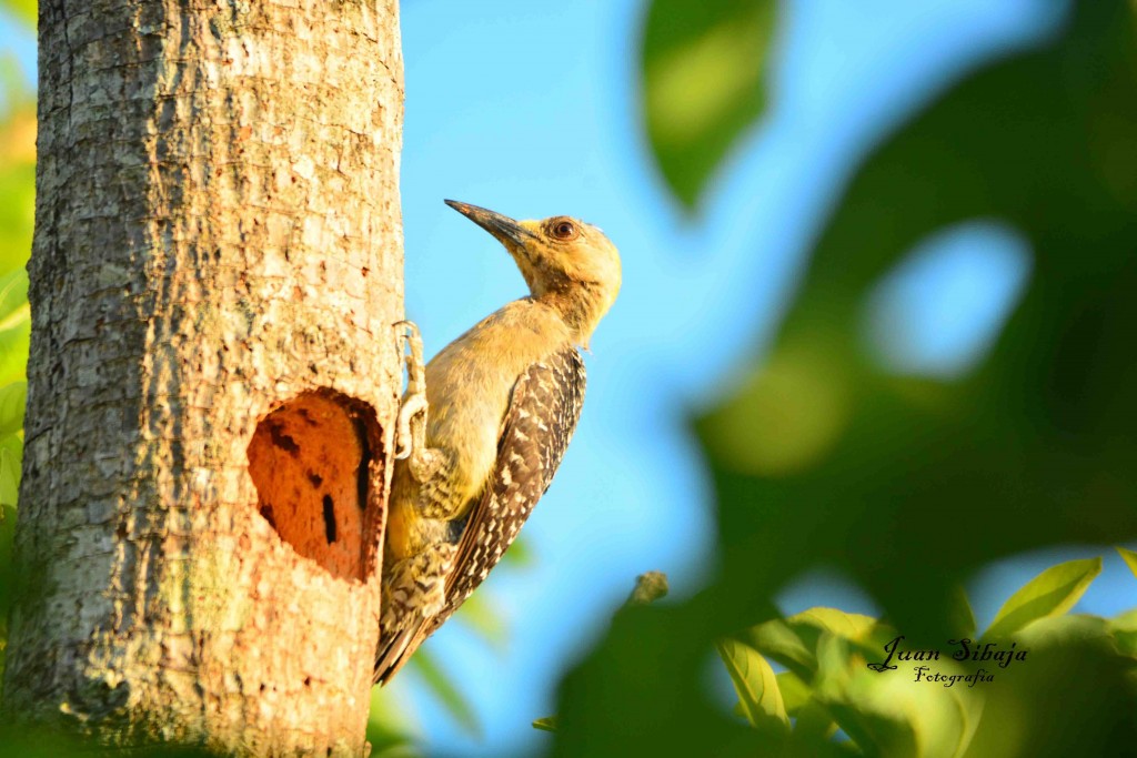 Foto de Guanacaste, Costa Rica