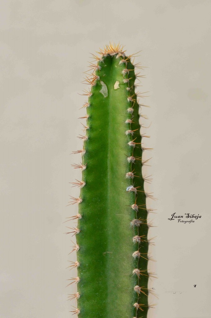 Foto de Guanacaste, Costa Rica