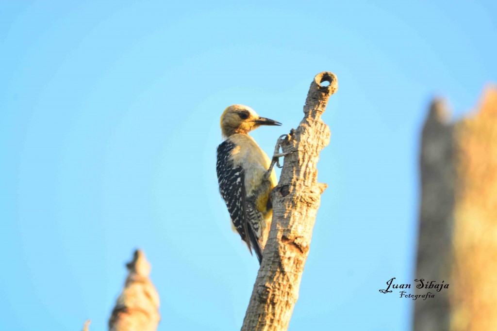 Foto de Guanacaste, Costa Rica